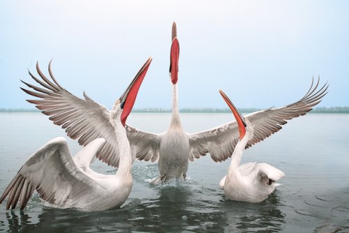 Three pelicans in the water, which extends in the background, stretch their necks upwards. The pelican in the middle spreads its wings.