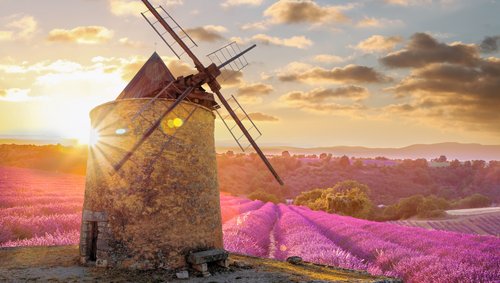 Lavendelfelder in der Provence bei Sonnenuntergang, mit einer historischen Windmühle im Vordergrund